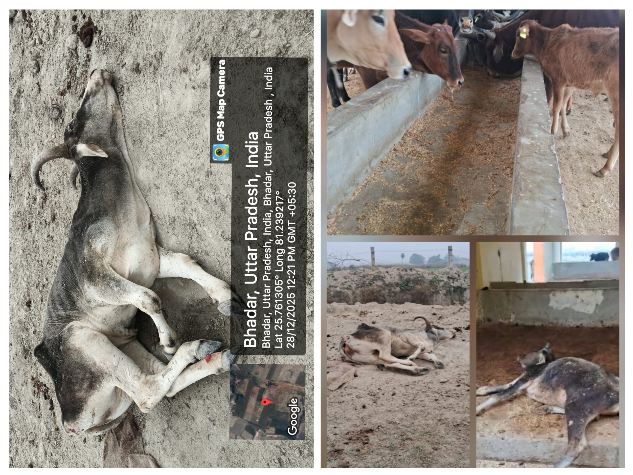 भादर नंदी गौशाला में सरकारी दावों की पोल, भूख-ठंड से जूझते गोवंश